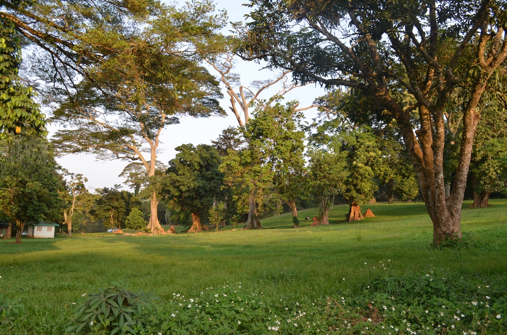 Entebbe Botanical Gardens